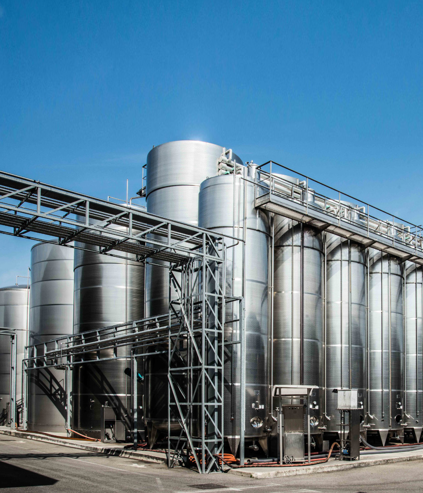 Dettaglio filari Rossetti